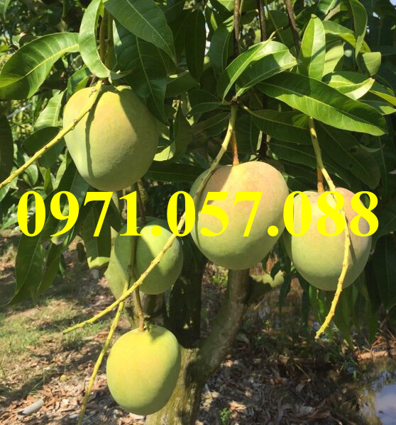 Cây giống xoài úc